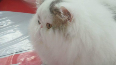 hubbert ante el juez